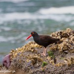 1265 Black Oyster Catcher, OR