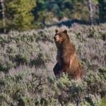 1280 Grizzly bear, Grand Teton National Park, WY