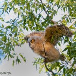 1294 Fledgling Great Horned Owl, Grand Teton National Park, WY