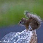 1296 Red Squirrel, Grand Teton National Park, WY