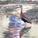 1344 Black-bellied Whistling Duck, Block Creek Natural Area-Turkey Hollow, TX