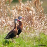 1345 Black-bellied Whistling Ducks, Block Creek Natural Area-Turkey Hollow, TX