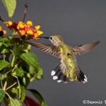 1346 Female Black-chinned Hummingbird, TX