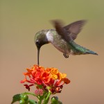 1348 Male Black-chinned Hummingbird, TX