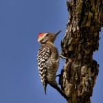 1356 Ladder-backed Woodpecker, TX
