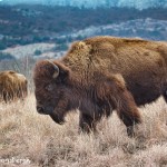 1365 Bison, Wichita Mountains National Wildlife Refuge, OK