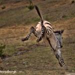 1370 Frolicking Foal Zebra, Fossil Rim Wildlife Center, TX