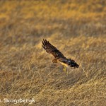 1374 Northern Harrier Hunting, Hagerman National Wildlife Refuge, TX