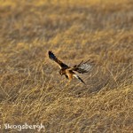 1375 Northern Harrier Hunting, Hagerman National Wildlife Refuge, TX