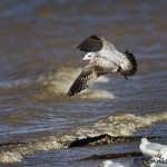 1378 Ring-billed gull wintering at Hagerman National Wildlife Refuge, TX