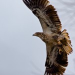 1381 Immature Bald Eagle, Sequoya National Wildlife Refuge, OK