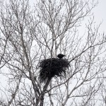 1382 Nesting Bald Eagle, Sequoya National Wildlife Refuge, OK