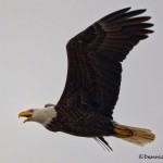 1383 Bald Eagle, Sequoya national Wildlife Refuge, OK