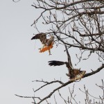1386 Red-tailed Hawk confronting an Immature Bald Eagle, Holla Bend National Wildlife Refuge, AR