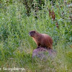 1462 Ground Hog, Aspen, CO