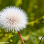 1470 Hawksbeard Seed Head, Hagerman National Wildlife Refuge, TX