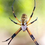 1513 Zipper Spider (Argiope aurantia).Hagerman National Wildlife Refuge, TX