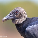 1520 Black Vulture, Hagerman National Wildlife Refuge, TX
