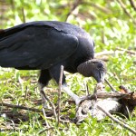 1524 Black Vulture, Hagerman National Wildlife Refuge, TX