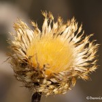 1530 American Basket Flower (Star Thistle, Centaurea americana), Hagerman National Wildlife Refuge, TX