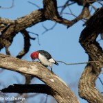 1532 Red-headed Woodpecker, Wichita Mountains National Wildlife Refuge, OK
