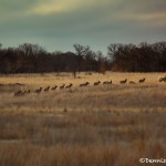 1537 Elk Herd, Wichita Mountains National Wildlife Refuge, OK