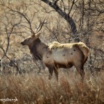 1539 Bull Elk, Wichita Mountains National Wildlife Refuge, OK