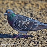 1540 Rock Pigeon, Lawton, OK