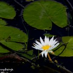 1546 Water Lily