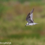 1547 Forester's Tern