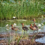 1553 Fulvous Whistling Ducks (Dendrocygna bicolor)