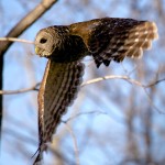 1569 Barred Owl, Hagerman National Wildlife Refuge, TX