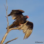 1577 Turkey Vulture, Hagerman National Wildlife Refuge, TX