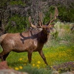 1595 Rocky Mountain Bull Elk with Velvet Antlers