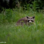 1608 Raccoon (Procyon lotor)