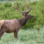 1613 Bull Rocky Mountain Elk