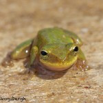 1649 American Green Tree Frog (Hyla cinerea). Anahuac National Wildlife Refuge, TX