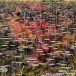 1771 Autumn Reflections