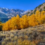 1787 Autumn Colors, Tioga Road