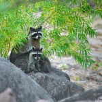 1833 Raccoon Family (Procyon lotor)