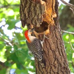 1834 Adult Male Red-bellied Woodpecker (Melanerpes carolinus)