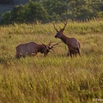 1848 Bull Elk, Morning Sparring