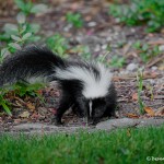 1854 Striped Skunk (Mephitis mephitis)