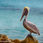 1860 Brown Pelican (Pelicanus occidentalis)