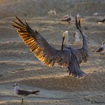 1862 Brown Pelican (Pelicanus occidentalis)