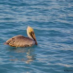 1863 Brown Pelican (Pelicanus occidentalis)