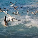 1866 Gulls, Terns and Pelicans, Feeding Frenzy