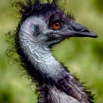 1873 Emu (Dromaius novaehollandiae)