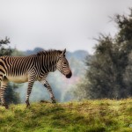 1878 Zebra (Equus zebra hartmannae)