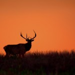 1879 Bull Elk, Sunset